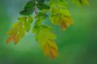 USA, Washington State, Seabeck. Huckleberry branch close-up in spring. Art Print